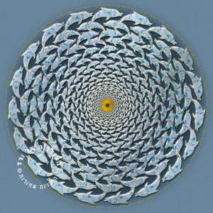 מנדלת דולפינים עדין