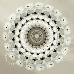 מנדלת כבשים בז'